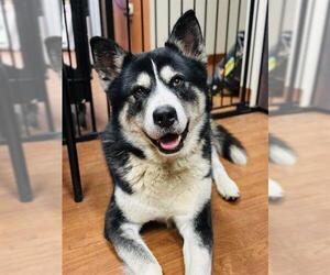 German Shepherd Dog-Siberian Husky Mix Dogs for adoption in Westminster, MD, USA