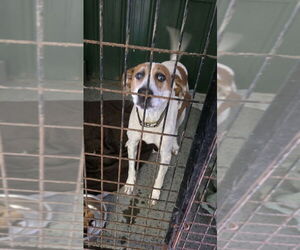 Mutt Dogs for adoption in Osgood, IN, USA