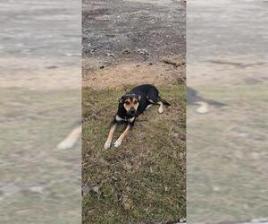 Mutt Dogs for adoption in San Antonio, TX, USA