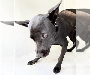Shepradors Dogs for adoption in Houston, TX, USA