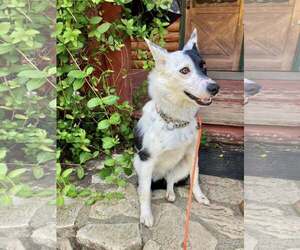 Border Collie Dogs for adoption in Paso Robles, CA, USA