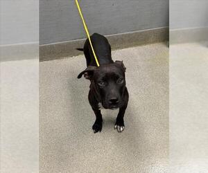 Mutt Dogs for adoption in Las Vegas, NV, USA