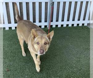Labrador Retriever-Unknown Mix Dogs for adoption in Modesto, CA, USA