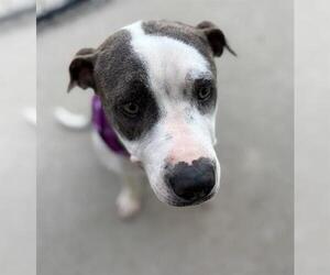 American Pit Bull Terrier-Unknown Mix Dogs for adoption in Tulsa, OK, USA