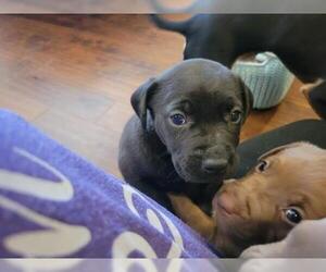 Mutt Dogs for adoption in Poplar Bluff, MO, USA