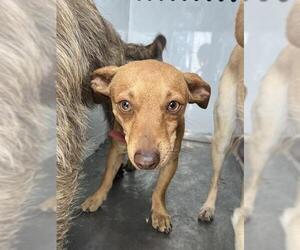 Chihuahua Dogs for adoption in Stockton, CA, USA
