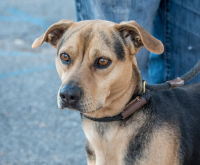 Medium Photo #1 Jack Russell Terrier-Unknown Mix Puppy For Sale in Clarkesville, GA, USA