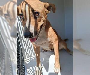 American Pit Bull Terrier-Unknown Mix Dogs for adoption in Houston, TX, USA