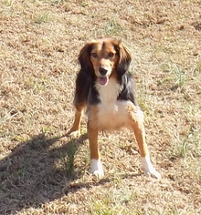 Beagle-Unknown Mix Dogs for adoption in Ashland, VA, USA