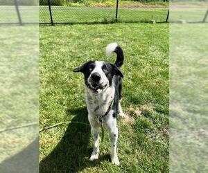 Border Collie Dogs for adoption in Aurora, IL, USA