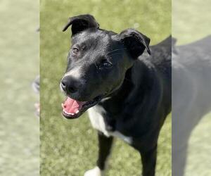 Border Collie Dogs for adoption in San Martin, CA, USA