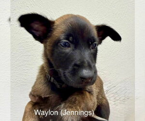 Mutt Dogs for adoption in Imlay City, MI, USA
