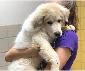 Great Pyrenees Dogs for adoption in Raleigh, NC, USA