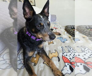 Mutt Dogs for adoption in Garden City, NY, USA