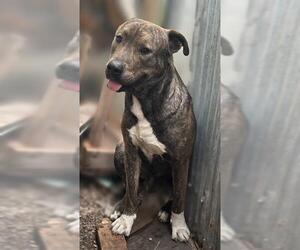 American Staffordshire Terrier-Unknown Mix Dogs for adoption in San Antonio, TX, USA