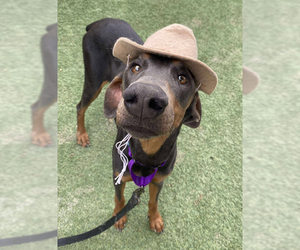 Doberman Pinscher-Unknown Mix Dogs for adoption in Aurora, CO, USA