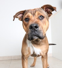 Medium Photo #1 Boxer-German Shepherd Dog Mix Puppy For Sale in Eden Prairie, MN, USA