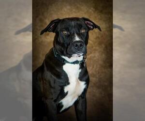 American Pit Bull Terrier-Labrador Retriever Mix Dogs for adoption in Saint Louis, MO, USA