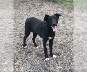 German Shepherd Dog-Unknown Mix Dogs for adoption in Webster, WI, USA