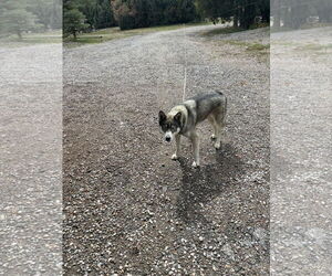Siberian Husky Dogs for adoption in Chama, NM, USA