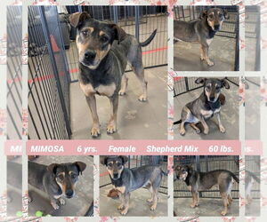 Mutt Dogs for adoption in Mesa, AZ, USA