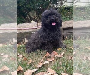 Poodle (Miniature) Dogs for adoption in HOPKINSVILLE/PRINCETON, KY, NH, USA