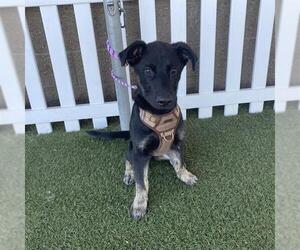 German Shepherd Dog-Unknown Mix Dogs for adoption in Modesto, CA, USA