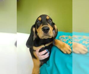 Coonhound Dogs for adoption in Oskaloosa, IA, USA