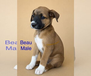 Mutt Dogs for adoption in Jackson Township, NJ, USA