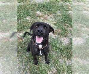 Mastador Dogs for adoption in Yreka, CA, USA