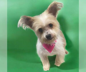 Mutt Dogs for adoption in Princeton, MN, USA