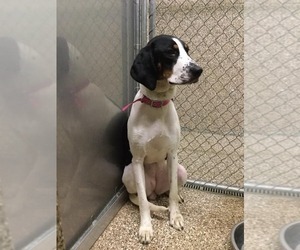 Coonhound Dogs for adoption in Martinsburg, WV, USA