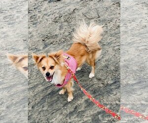 Pomeranian-Spaniel Mix Dogs for adoption in San Diego, CA, USA
