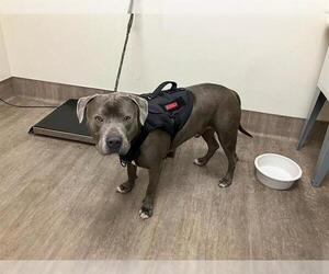 American Pit Bull Terrier Dogs for adoption in Pasadena, CA, USA