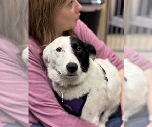 Border Collie-Unknown Mix Dogs for adoption in Mundelein, IL, USA