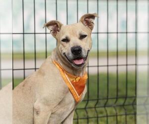 American Pit Bull Terrier-Unknown Mix Dogs for adoption in San Antonio, TX, USA