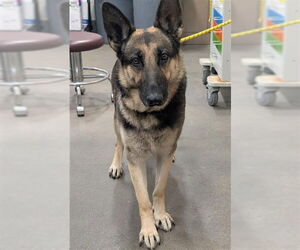 German Shepherd Dog Dogs for adoption in Forestville, MD, USA