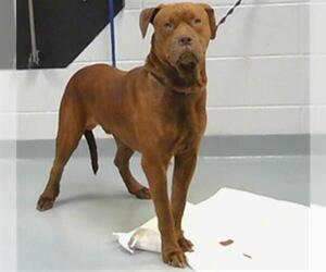 Boxer-Unknown Mix Dogs for adoption in St. Cloud, FL, USA