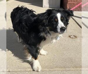 Border Collie Dogs for adoption in Forestville, MD, USA