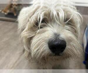 Unknown-Wheaten Terrier Mix Dogs for adoption in Pasadena, CA, USA