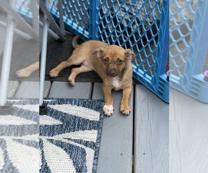 Chihuahua-Unknown Mix Dogs for adoption in Raleigh, NC, USA