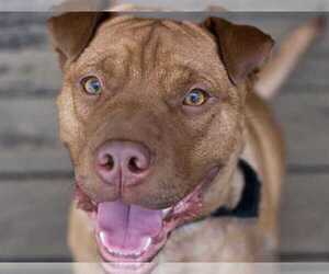 American Pit Bull Terrier-Chinese Shar-Pei Mix Dogs for adoption in Boston, MA, USA