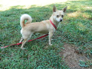 Chi-Corgi Dogs for adoption in Randleman, NC, USA