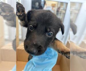 Labrador Retriever-Unknown Mix Dogs for adoption in San Antonio, TX, USA