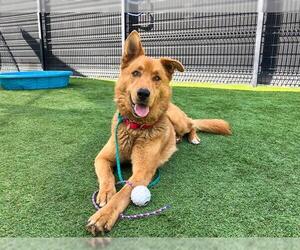 Siberian Husky-Unknown Mix Dogs for adoption in Orange, CA, USA