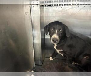 Pyrenees Border Collie Dogs for adoption in San Martin, CA, USA