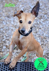 Medium Photo #1 Italian Greyhuahua Puppy For Sale in Bradenton, FL, USA