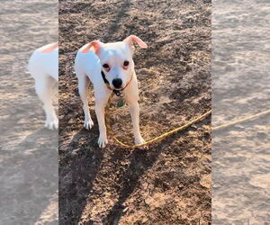 Jack Chi Dogs for adoption in Salt Lake City, UT, USA
