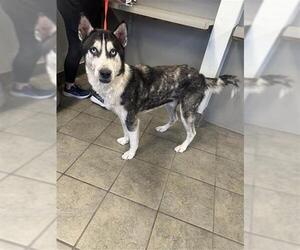 - Mix Dogs for adoption in San Antonio, TX, USA