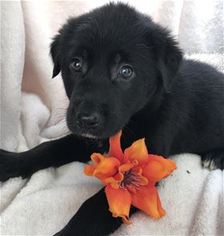 Shepradors Dogs for adoption in Kailua Kona , HI, USA